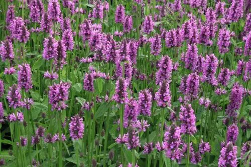 perennial plant of the year 2019 perennial gardening