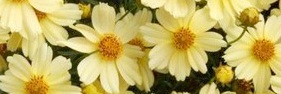 ✿ Heritage Perennials Website