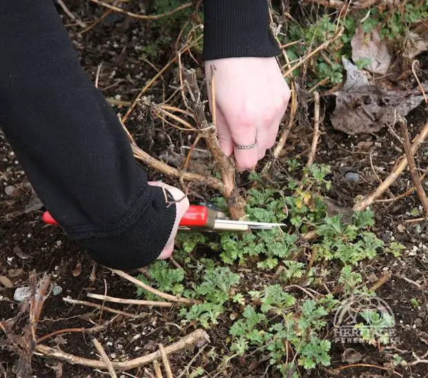 Garden Cleaning