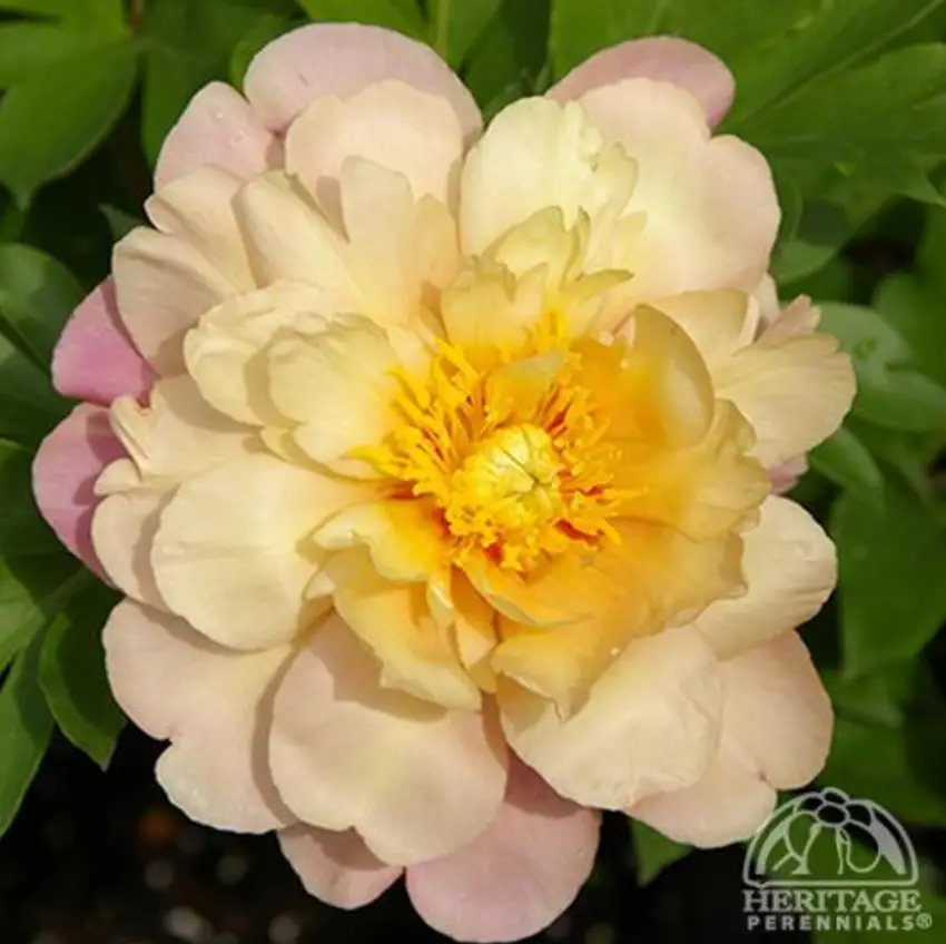 Itoh Paeonia Joanna Marlene