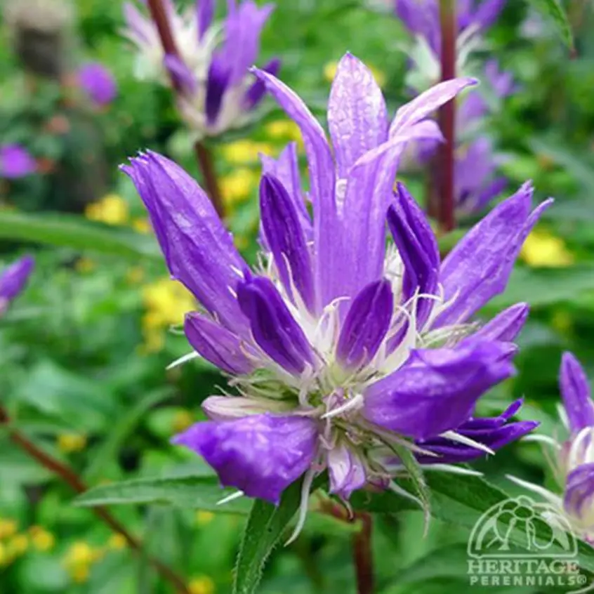 Campanula Genti TwisterBell