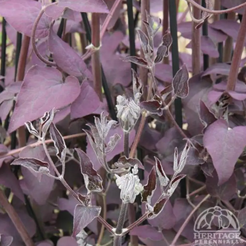 Clematis-recta-purpurea-Ser