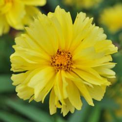 Coreopsis Leading Lady Charlize