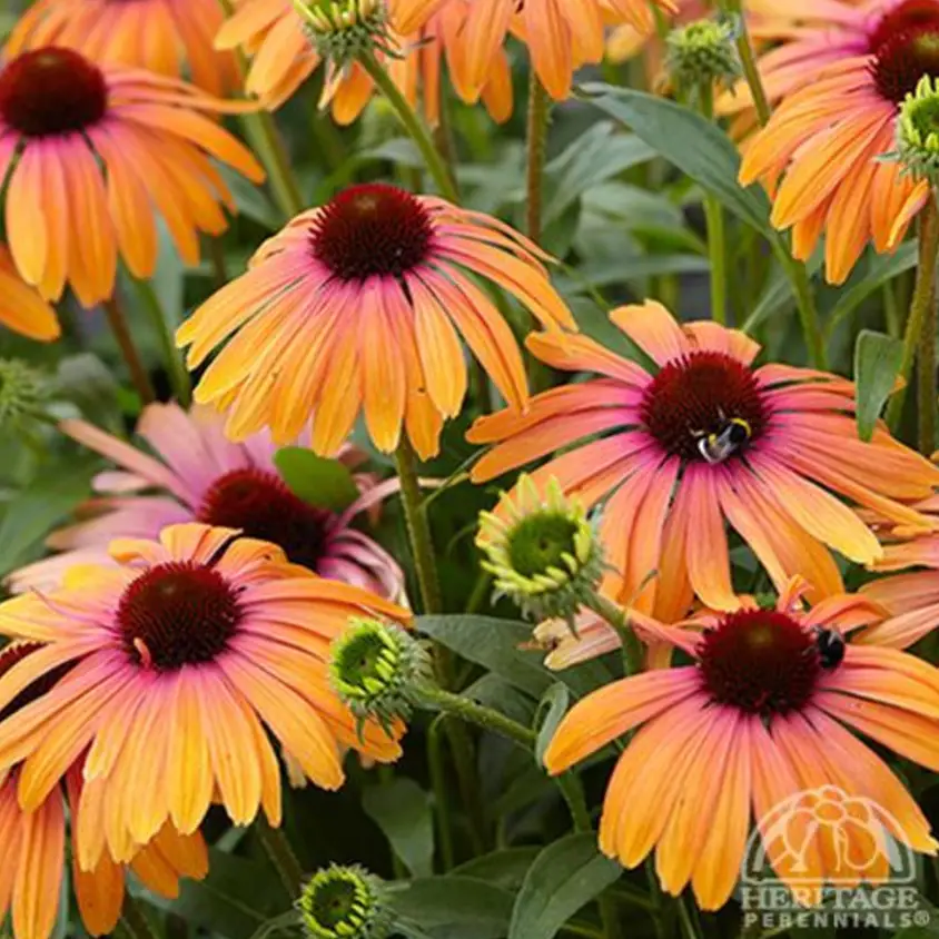 Echinacea Butterfly Rainbow Marcella