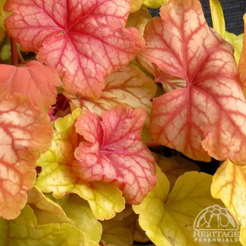 Heuchera Champagne