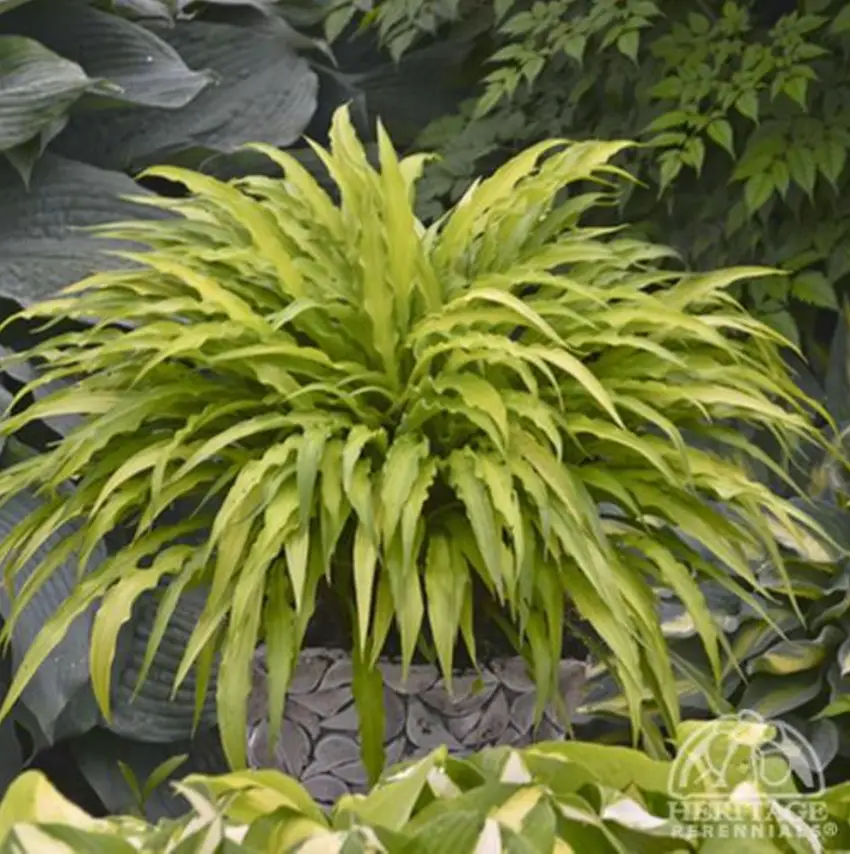 Hosta Curly Fries