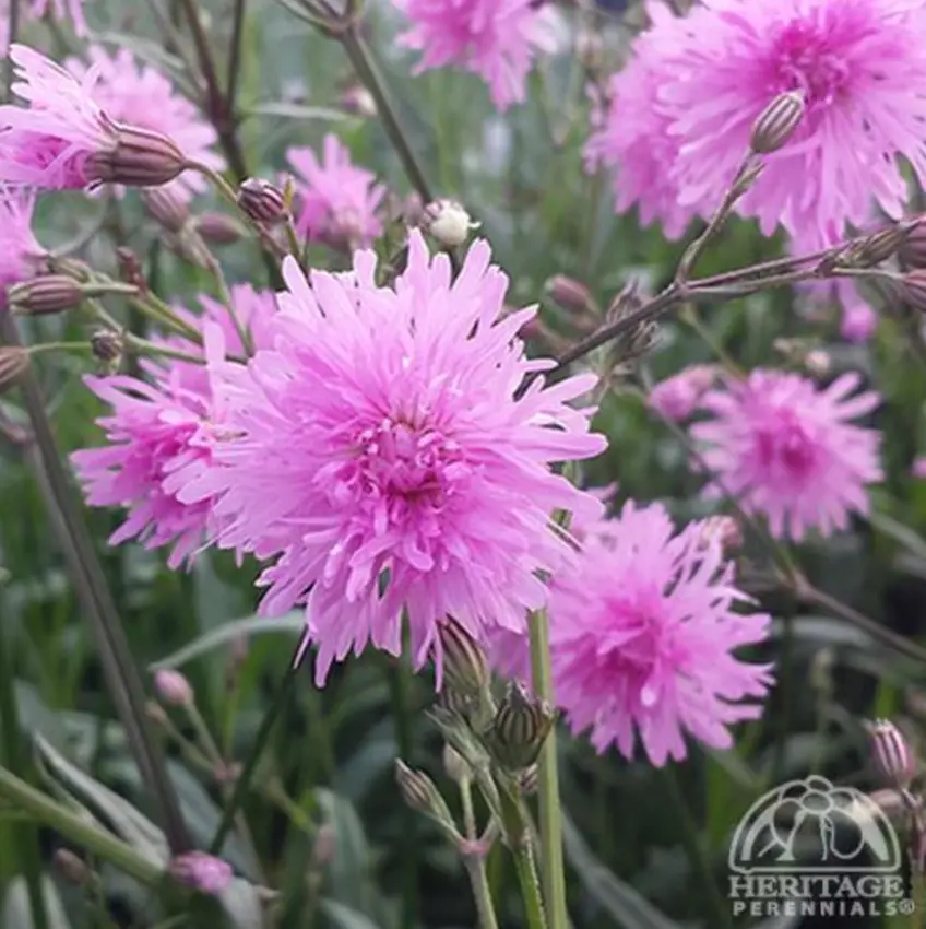 Lychnis Petite Jenny