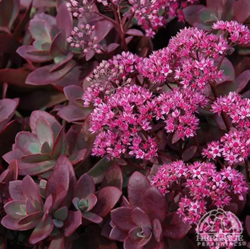 Sedum Sunsparkler Firecracker